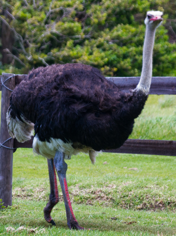 Cape Point Ostrich Farm - adult male